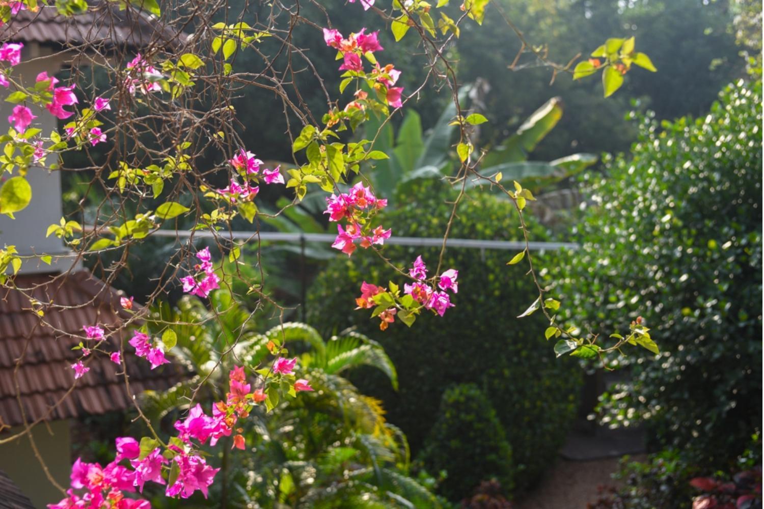 Gaia'S Garden Guest House Auroville Exteriér fotografie